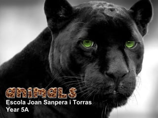 Escola Joan Sanpera i Torras
Year 5A
 
