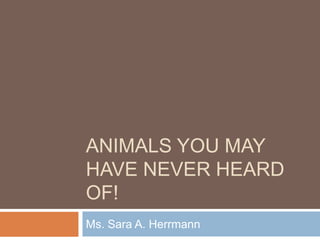 Animals you may have never heard of! Ms. Sara A. Herrmann 