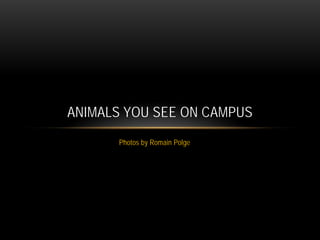 ANIMALS YOU SEE ON CAMPUS
      Photos by Romain Polge
 