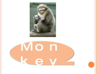 Monkey 