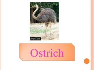Ostrich 