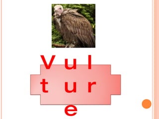 Vulture 