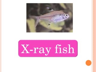 X-ray fish 