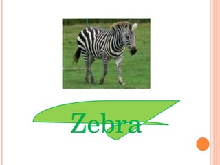 Zebra 