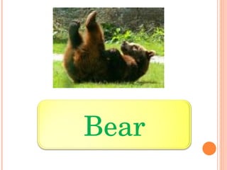 Bear 
