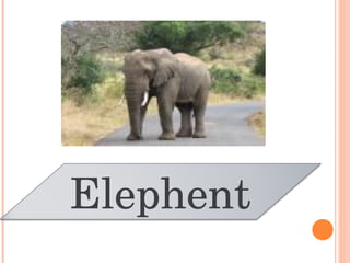 Elephent 