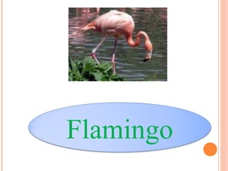 Flamingo 