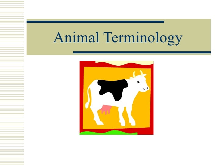 Animal Terminology