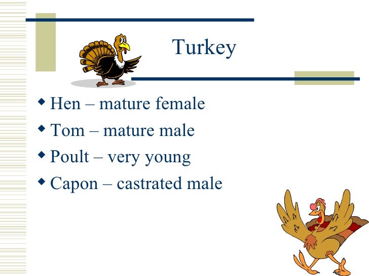 Animal terminology