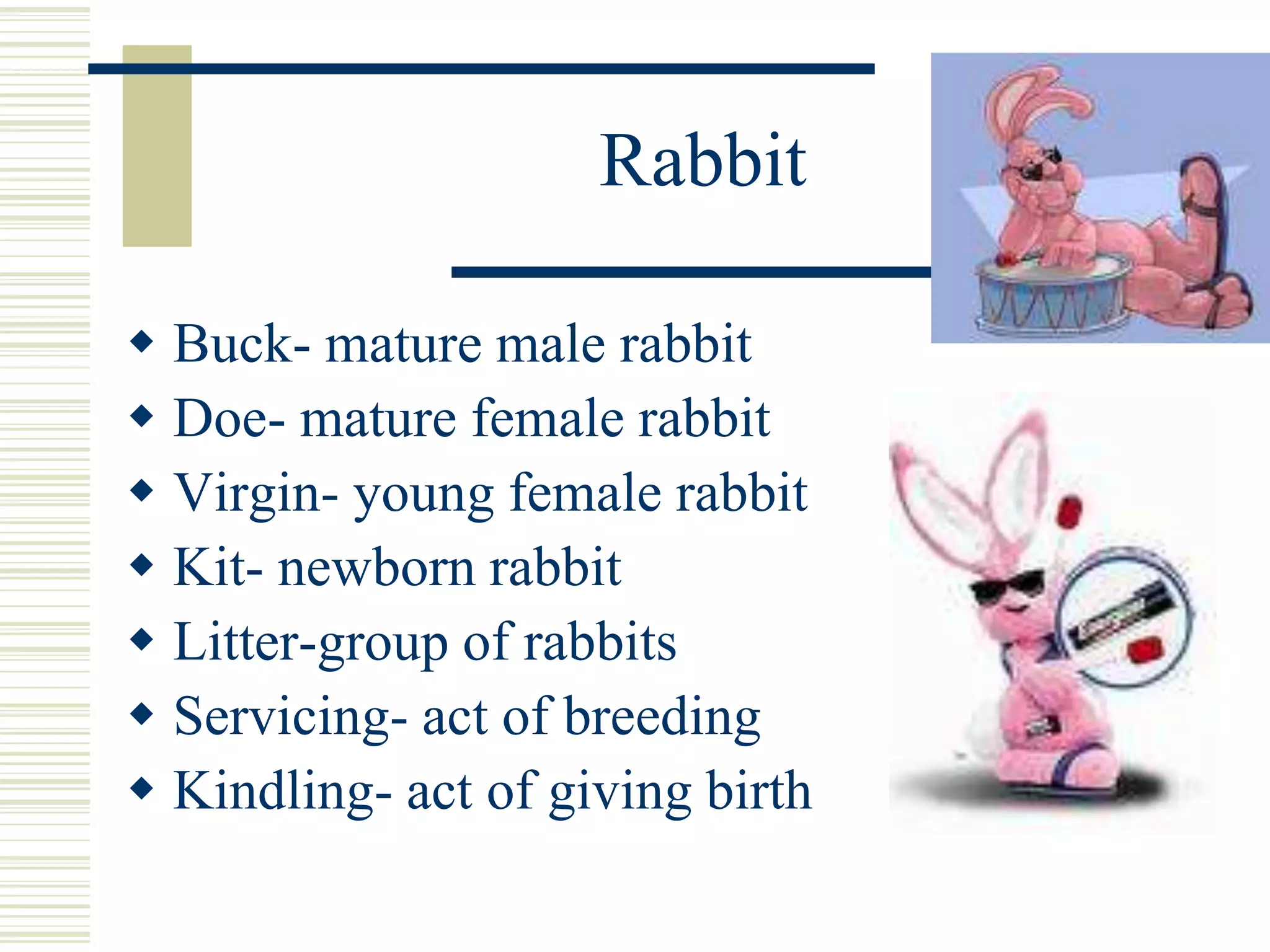 Animal terminology PPT