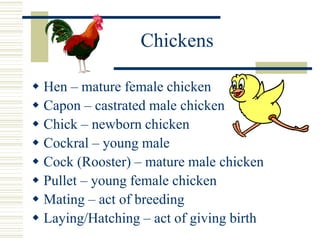 Chickens
 Hen – mature female chicken
 Capon – castrated male chicken
 Chick – newborn chicken
 Cockral – young male
 Cock (Rooster) – mature male chicken
 Pullet – young female chicken
 Mating – act of breeding
 Laying/Hatching – act of giving birth
 