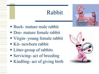 Rabbit
 Buck- mature male rabbit
 Doe- mature female rabbit
 Virgin- young female rabbit
 Kit- newborn rabbit
 Litter-group of rabbits
 Servicing- act of breeding
 Kindling- act of giving birth
 