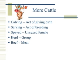 More Cattle
 Calving – Act of giving birth
 Serving – Act of breeding
 Spayed – Unsexed female
 Herd – Group
 Beef – Meat
 