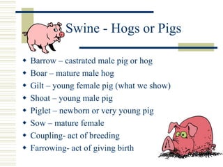 Swine - Hogs or Pigs
 Barrow – castrated male pig or hog
 Boar – mature male hog
 Gilt – young female pig (what we show)
 Shoat – young male pig
 Piglet – newborn or very young pig
 Sow – mature female
 Coupling- act of breeding
 Farrowing- act of giving birth
 