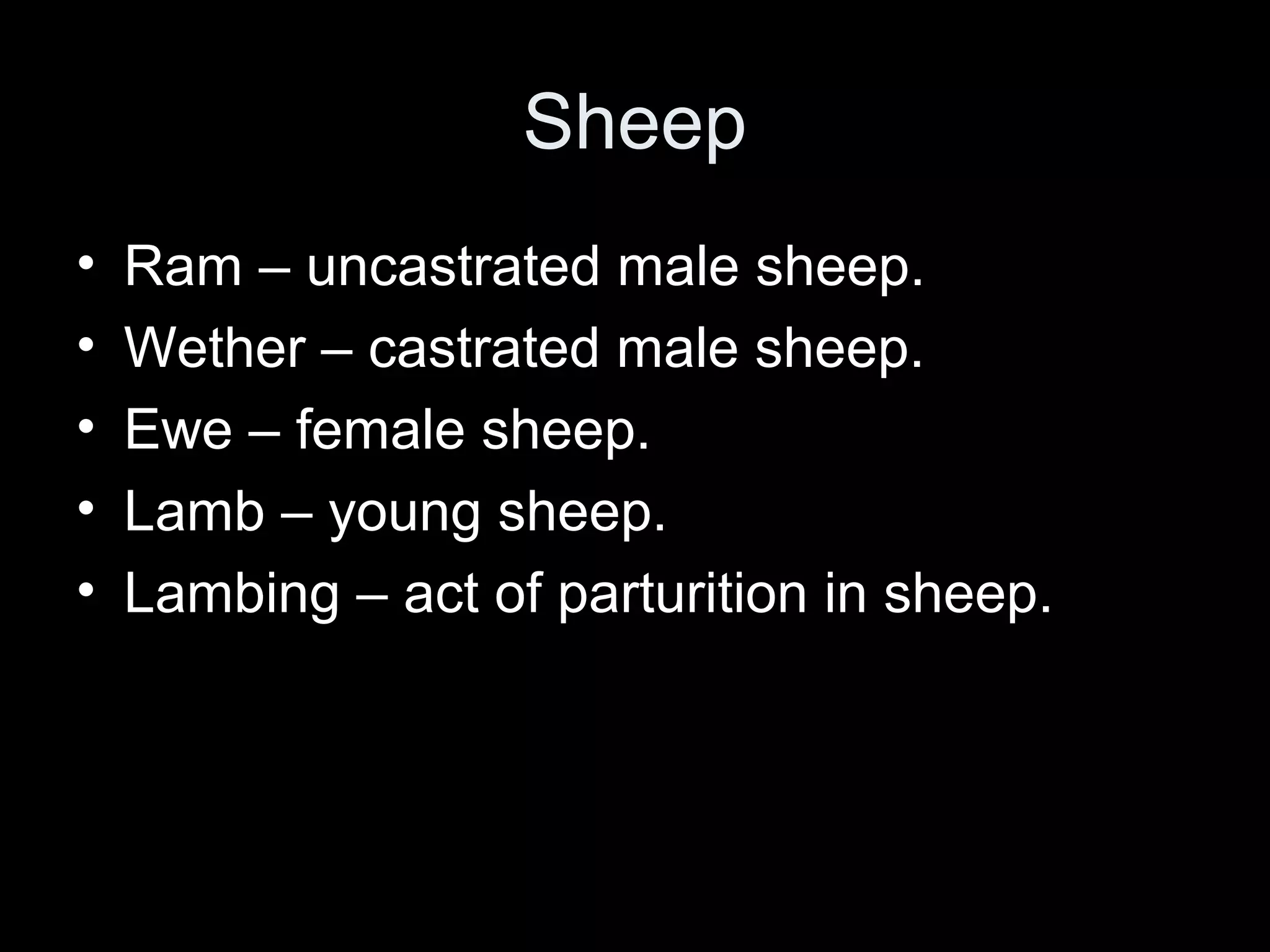 Animal terminology PPT