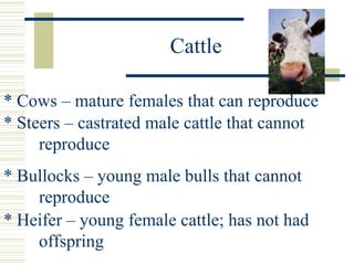 Cattle * Cows – mature females that can reproduce * Steers – castrated male cattle that cannot  reproduce * Bullocks – young male bulls that cannot  reproduce * Heifer – young female cattle; has not had  offspring 