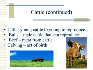 Cattle (continued) Calf – young cattle to young to reproduce Bulls – male cattle that can reproduce Beef – meat from cattle Calving – act of birth 