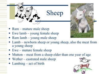 Sheep Ram – mature male sheep Ewe lamb – young female sheep Ram lamb – young male sheep Lamb – newborn sheep or young sheep, also the meat from a young sheep Ewe – mature female sheep Mutton – meat from a sheep older than one year of age Wether – castrated male sheep Lambing – act of birth 