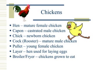Chickens Hen – mature female chicken Capon – castrated male chicken Chick – newborn chicken Cock (Rooster) – mature male chicken Pullet – young female chicken Layer – hen used for laying eggs Broiler/Fryer – chickens grown to eat 