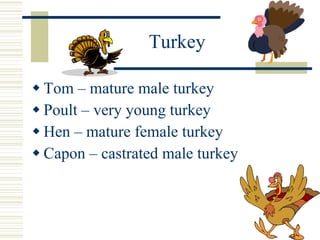 Turkey Tom – mature male turkey Poult – very young turkey Hen – mature female turkey Capon – castrated male turkey 