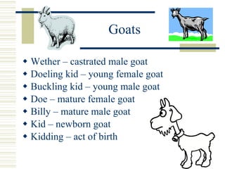 Goats Wether – castrated male goat Doeling kid – young female goat Buckling kid – young male goat Doe – mature female goat Billy – mature male goat Kid – newborn goat Kidding – act of birth 