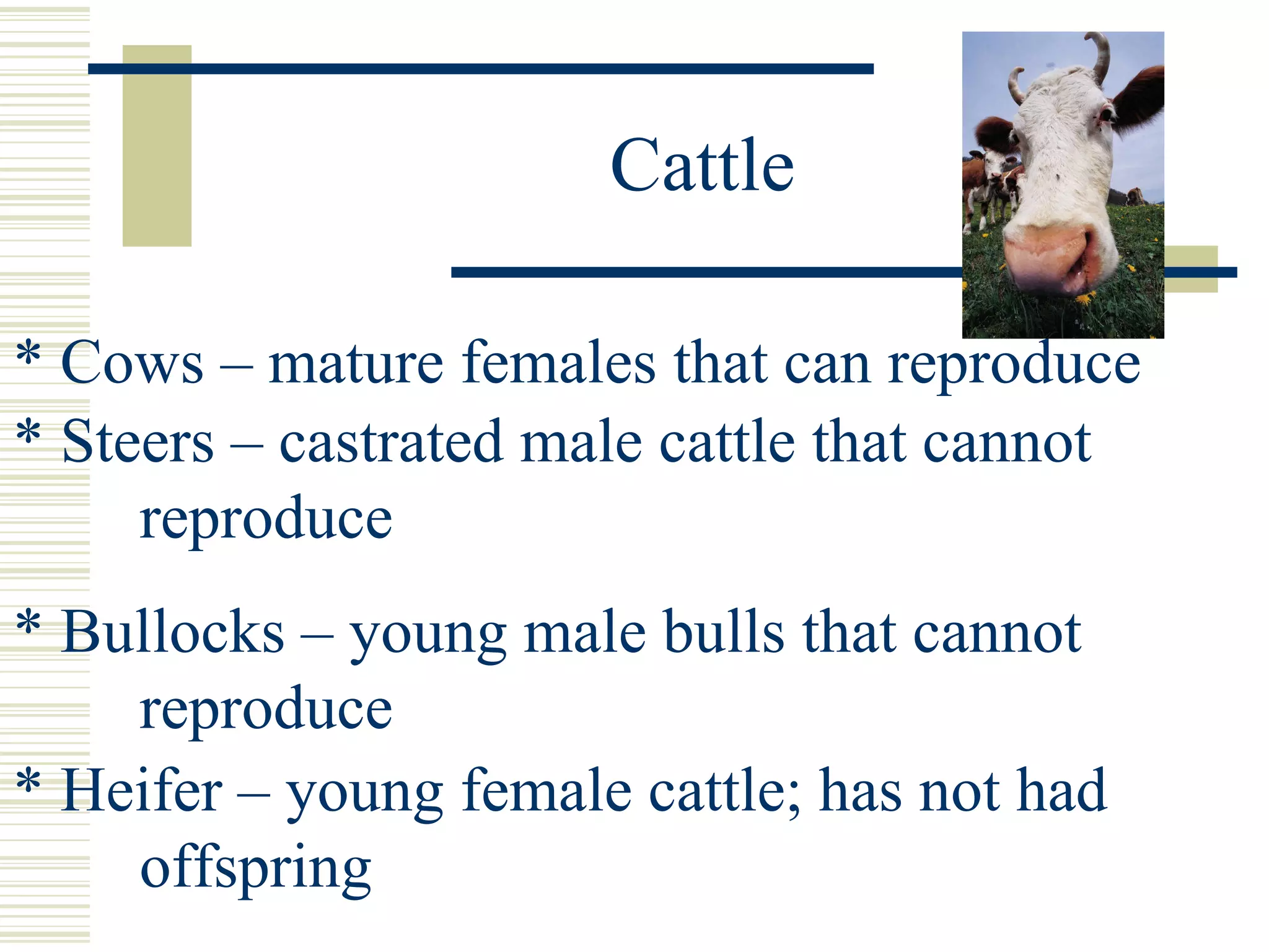 Animal terminology summer 2008 PPT