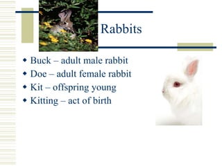 Animal terminology summer 2008 | PPT