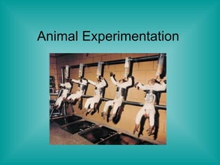 Animal Experimentation 