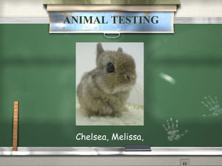 ANIMAL TESTING Chelsea, Melissa,  