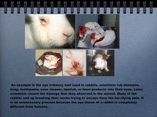 An example is the eye irritancy test used in rabbits, scientists rub shampoo, soap, toothpaste, oven cleaner, lipstick, or lawn products into their eyes. Later, scientists record the damage that they observed in the animal. Many of the rabbits end up breaking their necks trying to escape from the horrifying pain. It is an unnecessary process because the eye tissue of a rabbit is completely different from humans. 