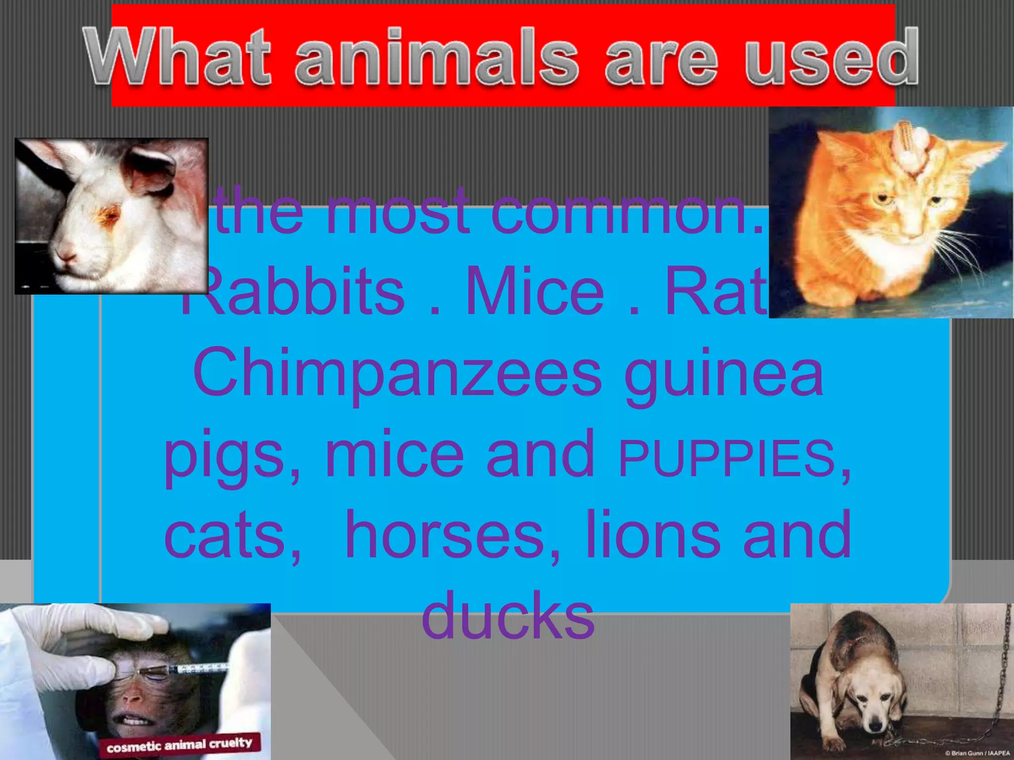 the most common. .
Rabbits . Mice . Rats .
 Chimpanzees guinea
pigs, mice and PUPPIES,
cats, horses, lions and
         ducks
 