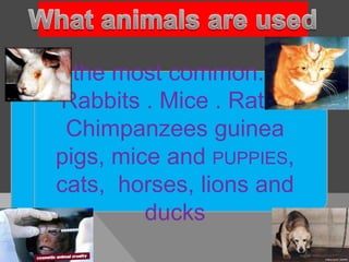 the most common. .
Rabbits . Mice . Rats .
 Chimpanzees guinea
pigs, mice and PUPPIES,
cats, horses, lions and
         ducks
 