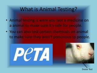Animal Testing | PPTX