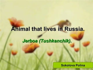 Animal that lives in Russia.
Jerboa (Tushkanchik).

Sokolova Polina

 