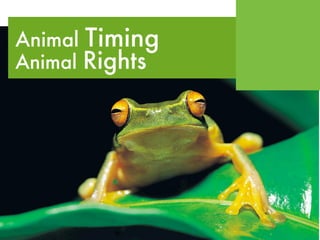Animal Timing
Animal Rights
 