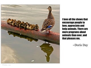 I love all the shows that
encourage people to
love, appreciate and
help animals. There are
more programs about
animals than ever, and
that pleases me.

          ~Doris Day
 