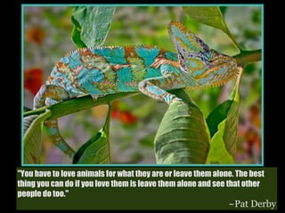 "You have to love animals for what they are or leave them alone. The best
thing you can do if you love them is leave them alone and see that other
people do too."
                                                              ~Pat Derby
 