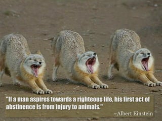 "If a man aspires towards a righteous life, his first act of
abstinence is from injury to animals."
                                            ~Albert Einstein
 
