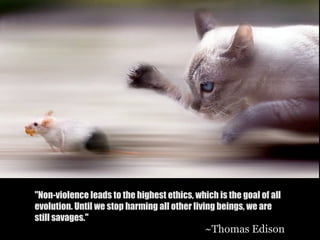 "Non-violence leads to the highest ethics, which is the goal of all
evolution. Until we stop harming all other living beings, we are
still savages."
                                              ~Thomas Edison
 