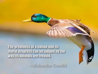 The greatness of a nation and its
moral progress can be judged by the
way its animals are treated.

             ~Mohandas Gandhi
 