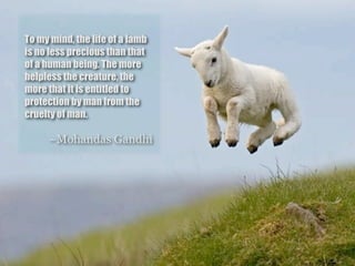 To my mind, the life of a lamb
is no less precious than that
of a human being. The more
helpless the creature, the
more that it is entitled to
protection by man from the
cruelty of man.

     ~Mohandas Gandhi
 