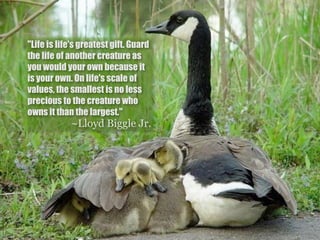 "Life is life's greatest gift. Guard
the life of another creature as
you would your own because it
is your own. On life's scale of
values, the smallest is no less
precious to the creature who
owns it than the largest."
            ~Lloyd Biggle Jr.
 