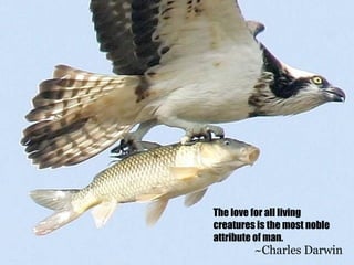 The love for all living
creatures is the most noble
attribute of man.
         ~Charles Darwin
 