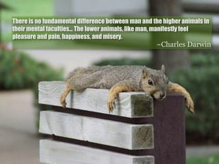 There is no fundamental difference between man and the higher animals in
their mental faculties... The lower animals, like man, manifestly feel
pleasure and pain, happiness, and misery.
                                                    ~Charles Darwin
 