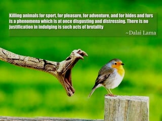 Killing animals for sport, for pleasure, for adventure, and for hides and furs
is a phenomena which is at once disgusting and distressing. There is no
justification in indulging is such acts of brutality
                                                               ~Dalai Lama
 