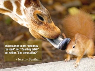 The question is not, "Can they
reason?" nor, "Can they talk?"
but rather, "Can they suffer?"

         ~Jeremy Bentham
 