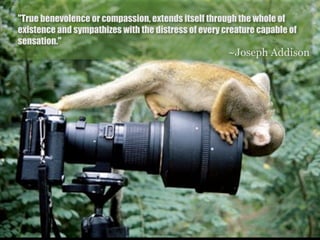 "True benevolence or compassion, extends itself through the whole of
existence and sympathizes with the distress of every creature capable of
sensation."
                                                      ~Joseph Addison
 