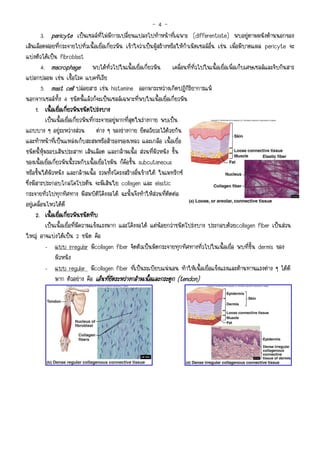 -4-
         3. pericyte เปนเซลลที่ไมมีการเปลี่ยนแปลงไปทําหนาที่เฉพาะ (differentiate) พบอยูตามผนังดานนอกของ
เสนเลือดฝอยที่กระจายไปทั่วเนื้อเยื่อเกี่ยวพัน เขาใจวาเปนผูสรางหรือใหกําเนิดเซลลอื่น เชน เมื่อมีบาดแผล pericyte จะ
แบงตัวไดเปน fibroblast
         4. macrophage พบไดทั่วไปในเนื้อเยื่อเกี่ยวพัน เคลื่อนที่ทั่วไปในเนื้อเยื่อเพื่อเก็บเศษเซลลและจับกินสาร
แปลกปลอม เชน เชื้อโรค แบคทีเรีย
         5. mast cell ปลอยสาร เชน histamine ออกมาระหวางเกิดปฎิกิริยาการแพ
นอกจากเซลลทั้ง 4 ชนิดนี้แลวก็จะเปนเซลลเฉพาะที่พบในเนื้อเยื่อเกี่ยวพัน
      1. เนื้อเยือเกียวพันชนิดโปรงบาง
                  ่ ่
           เปนเนื้อเยื่อเกี่ยวพันที่กระจายอยูมากที่สุดในรางกาย พบเปน
แถบบาง ๆ อยูระหวางสวน ตาง ๆ ของรางกาย ยึดอวัยวะไวดวยกัน
และทําหนาที่เปนแหลงเก็บสะสมหรือสํารองของเหลว และเกลือ เนื้อเยื่อ
ชนิดนี้หุมรอบเสนประสาท เสนเลือด และกลามเนื้อ สวนที่ผิวหนัง ชั้น
ของเนื้อเยื่อเกี่ยวพันนี้รวมกับเนื้อเยื่อไขมัน ก็คือชั้น subcutaneous
หรือชั้นใตผิวหนัง และกลามเนื้อ รวมทั้งโครงสรางอื่นขางใต ในเมทริกซ
ซึ่งมีสารประกอบไกลโคโปรตีน จะมีเสนใย collagen และ elastic
กระจายทั่วไปทุกทิศทาง มีสมบัติโคงงอได ฉะนั้นจึงทําใหสวนที่ติดตอ
อยูเคลื่อนไหวไดดี
      2. เนื้อเยือเกียวพันชนิดทึบ
                   ่ ่
           เปนเนื้อเยื่อที่มีความแข็งแรงมาก และโคงงอได แตนอยกวาชนิดโปรงบาง ประกอบดวยcollagen fiber เปนสวน
ใหญ อาจแบงไดเปน 2 ชนิด คือ
           - แบบ irregular มีcollagen fiber จัดตัวเปนมัดกระจายทุกทิศทางทั่วไปในเนื้อเยื่อ พบที่ชั้น dermis ของ
               ผิวหนัง
           - แบบ regular มีcollagen fiber ที่เปนระเบียบแนนอน ทําใหเนื้อเยื่อแข็งแรงและตานทานแรงตาง ๆ ไดดี
               มาก ตัวอยาง คือ เอ็นทียดระหวางกลามเนื้อและกระดูก (tendon)
                                           ่ึ
 