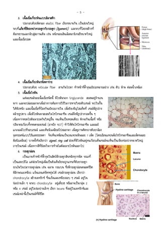 -5-
    3. เนื้อเยือเกียวพันแบบอิลาสติก
               ่ ่
         ประกอบดวยมัดของ elastic fiber เรียงขนานกัน เปนสวนใหญ
พบที่เอ็นทียดระหวางกระดูกกับกระดูก (ligament) และพบที่โครงสรางที่
     เอ็ ่ ึ
ตองขยายและกลับสูสภาพเดิม เชน ผนังของเสนเลือดอารเทอรีขนาดใหญ
และเนื้อเยื่อปอด




      4. เนื้อเยือเกียวพันชนิดตาขาย
                   ่ ่
          ประกอบดวย reticular fiber สานกันไปมา ทําหนาที่ค้ําจุนอวัยวะหลายอยาง เชน ตับ มาม ตอมน้ําเหลือง
      5. เนื้อเยือไขมัน
                 ่
          แตละเซลลของเนื้อเยื่อชนิดนี้ มีไขมันพวก triglyceride สะสมอยูจํานวน
มาก และจะปลอยออกมาเมื่อรางกายตองการใชในการหายใจระดับเซลล พบในชั้น
ใตผิวหนัง และเนื้อเยื่อที่ปองกันอวัยวะภายใน เมื่อยังเจริญไมเต็มที่ เซลลมีรูปราง
คลายรูปดาว เมื่อมีไขมันมาสะสมในไซโทพลาซึม เซลลจึงมีรูปรางกลมขึ้น ๆ
เนื่องจากหยดไขมันมารวมกันใหญขึ้น จนเห็นเปนหยดเดียว มักจะกินเนื้อที่ หรือ
ปริมาตรเกือบทั้งหมดของเซลล (อาจถึง 90%) ทําใหดันไซโทพลาซึม และออร
แกเนลลไปที่ขอบเซลล และเห็นนิวเคลียสโปงออกมา เมื่อดูภาพตัดขวางดวยกลอง
จุลทรรศนแบบใชแสงธรรมดา จึงเห็นเหมือนเปนวงแหวนมีพลอย 1 เม็ด (โดยเรือนแหวนคือไซโทพลาซึมและเม็ดพลอย
คือนิวเคลียส) บางครั้งจึงเรียกวา signet ring cell สวนที่มไขมันอยูจนเกือบเต็มเซลลจะเห็นเปนเพียงชองวางขนาดใหญ
                                            ring           ี
ภายในเซลล เนื่องจากสีที่ยอมในการทําสไลดละลายไขมันออกไป
      6. กระดูกออน                                                                                         Matrix
          เปนแกนทําหนาที่ค้ําจุนในสัตวมีกระดูกสันหลังทุกชนิด ขณะที่                                      Lacuna
เปนเอมบริโอ แตสวนใหญเมื่อเปนตัวเต็มวัยจะถูกแทนที่ดวยกระดูก
ยกเวนในปลากระดูกออน เชน ฉลาม กระเบน ซึ่งมีกระดูกออนตลอดชีวิต
                                                                                                            Chondocyte
                                                                                                           Chondrocytes
มีลักษณะเหนียว แข็งแรงแตยืดหยุนได เซลลกระดูกออน เรียกวา
chondrocyte สรางเมทริกซ ซึ่งแข็งและเหนียวรอบ ๆ เซลล อยูใน
ชองวางเล็ก ๆ จะพบ chondocyte อยูเดี่ยวๆ หรืออาจเปนกลุม 2
หรือ 4 เซลล อยูในชองวางเล็กๆ เรียก lacuna ซึ่งอยูในเมทริกซและ
เซลลเหลานี้เปนเซลลที่มีชีวิต
 