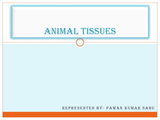 REPRESENTED BY- PAWAN KUMAR SAHU
Animal Tissues
 